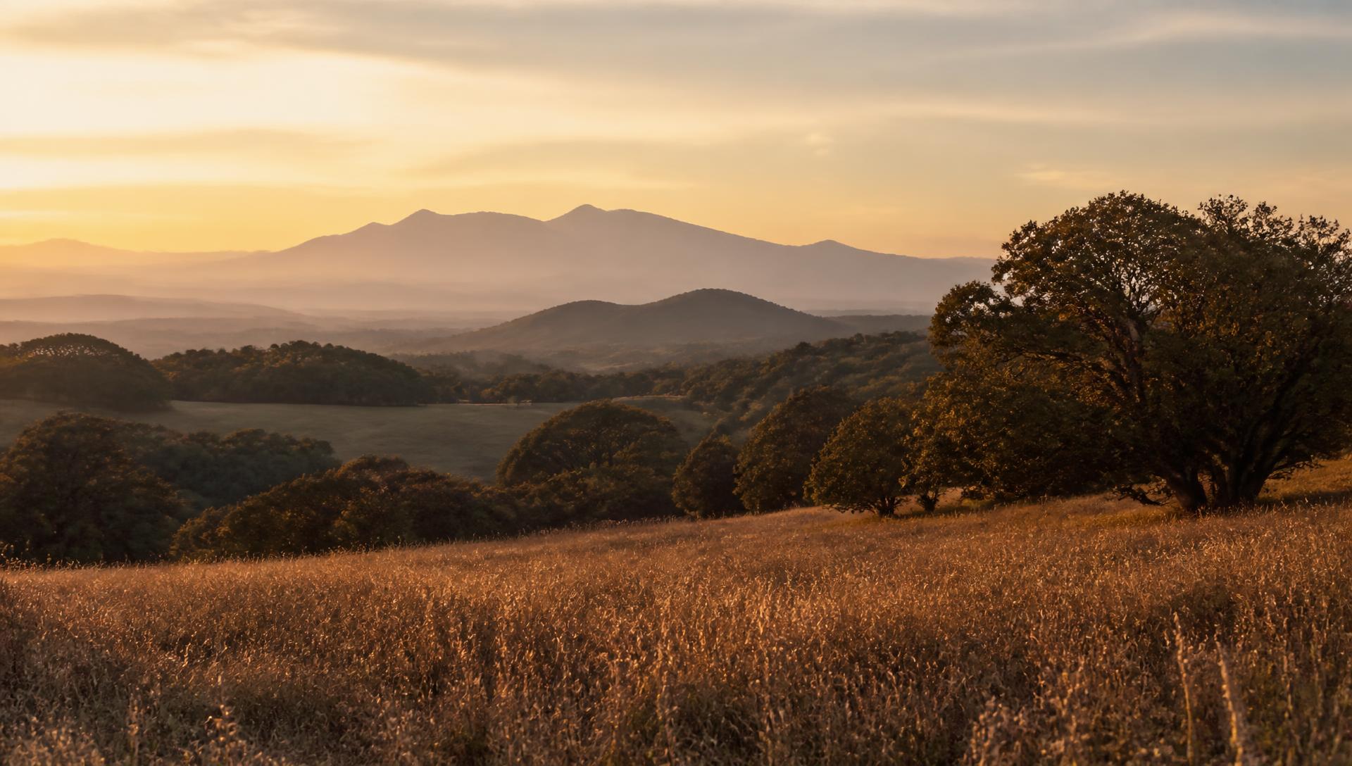 Golden hour over rolling hunting country